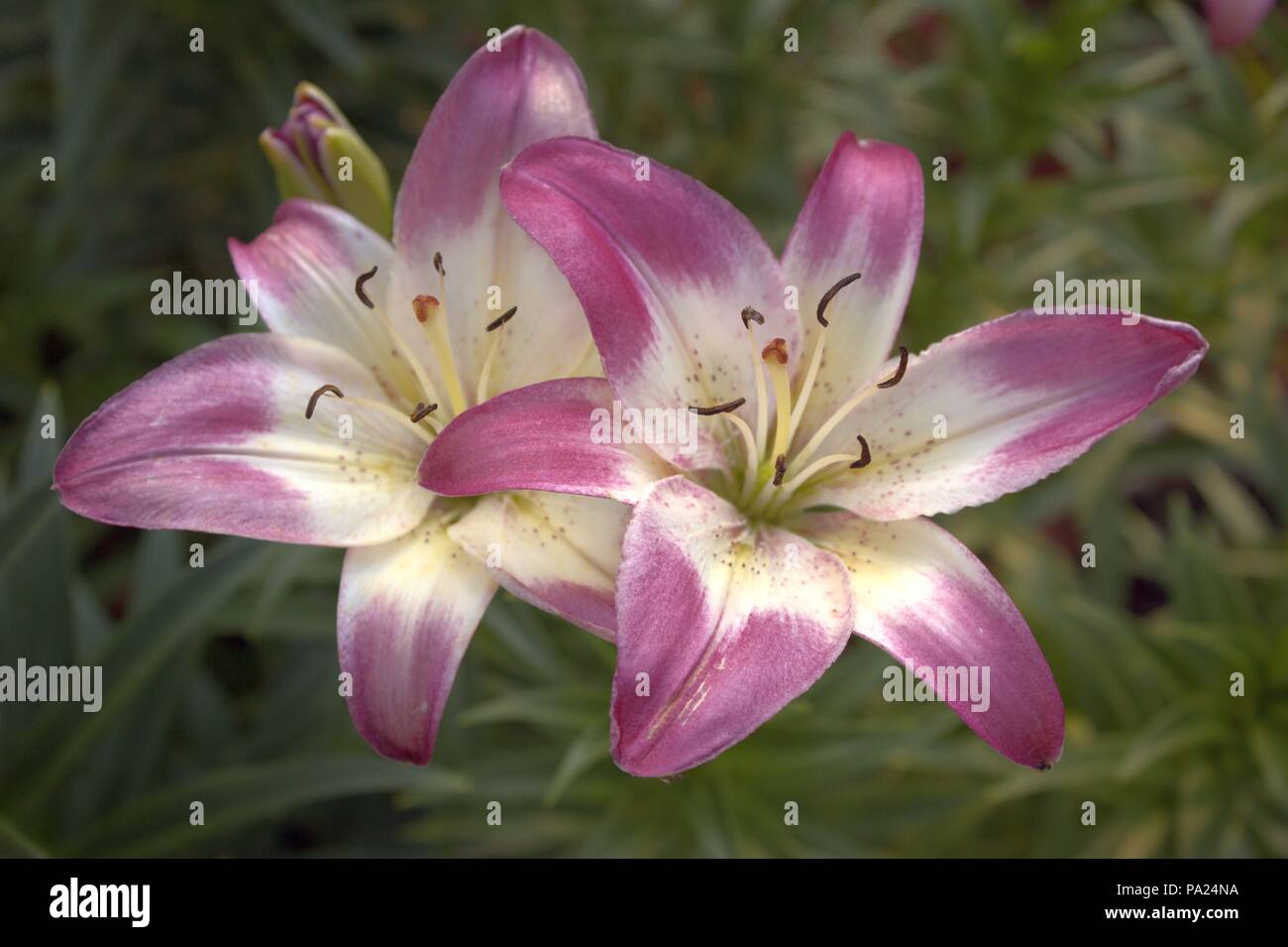Rosa sommersprossen Fotos und Bildmaterial in hoher Auflösung Alamy
