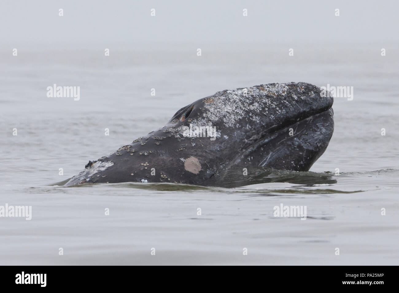 Westpazifische Grauwale in der Nähe der Insel Sachalin, Russland Stockfoto