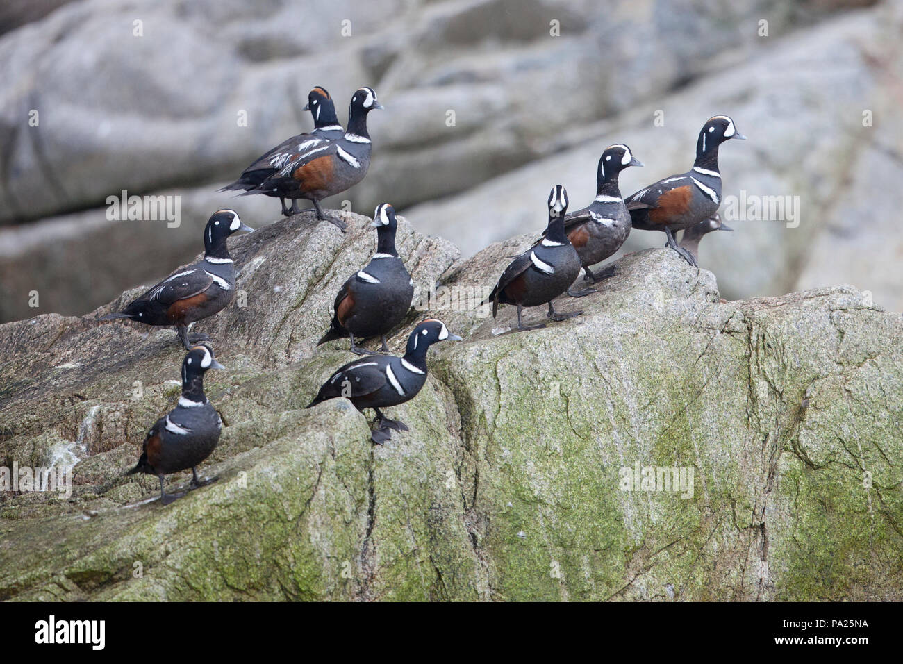 Harlekin Enten (Histrionicus histrionicus), des Ochotskischen Meeres Stockfoto