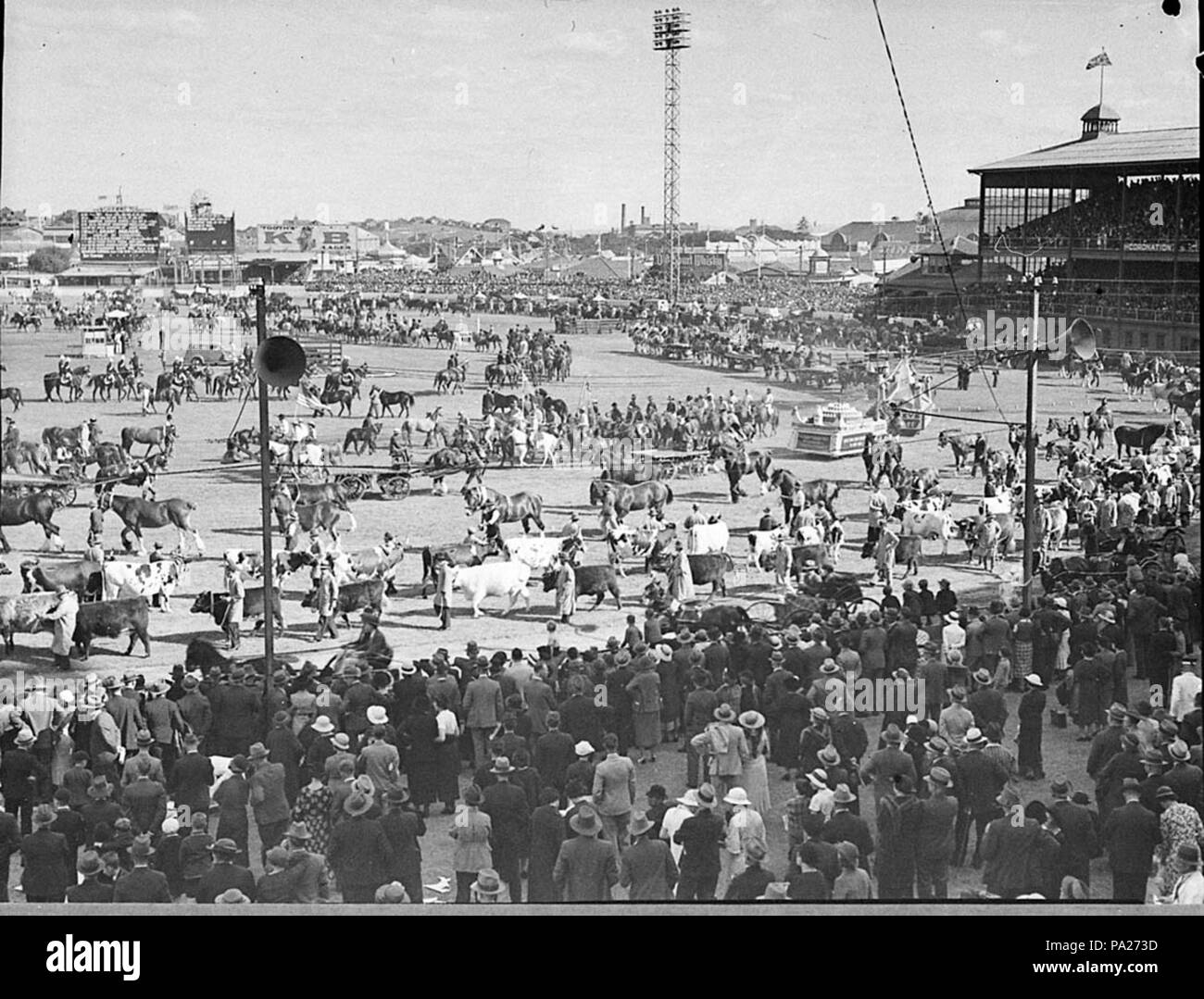 260 SLNSW 35238 Royal Easter Show 1936 Stockfoto
