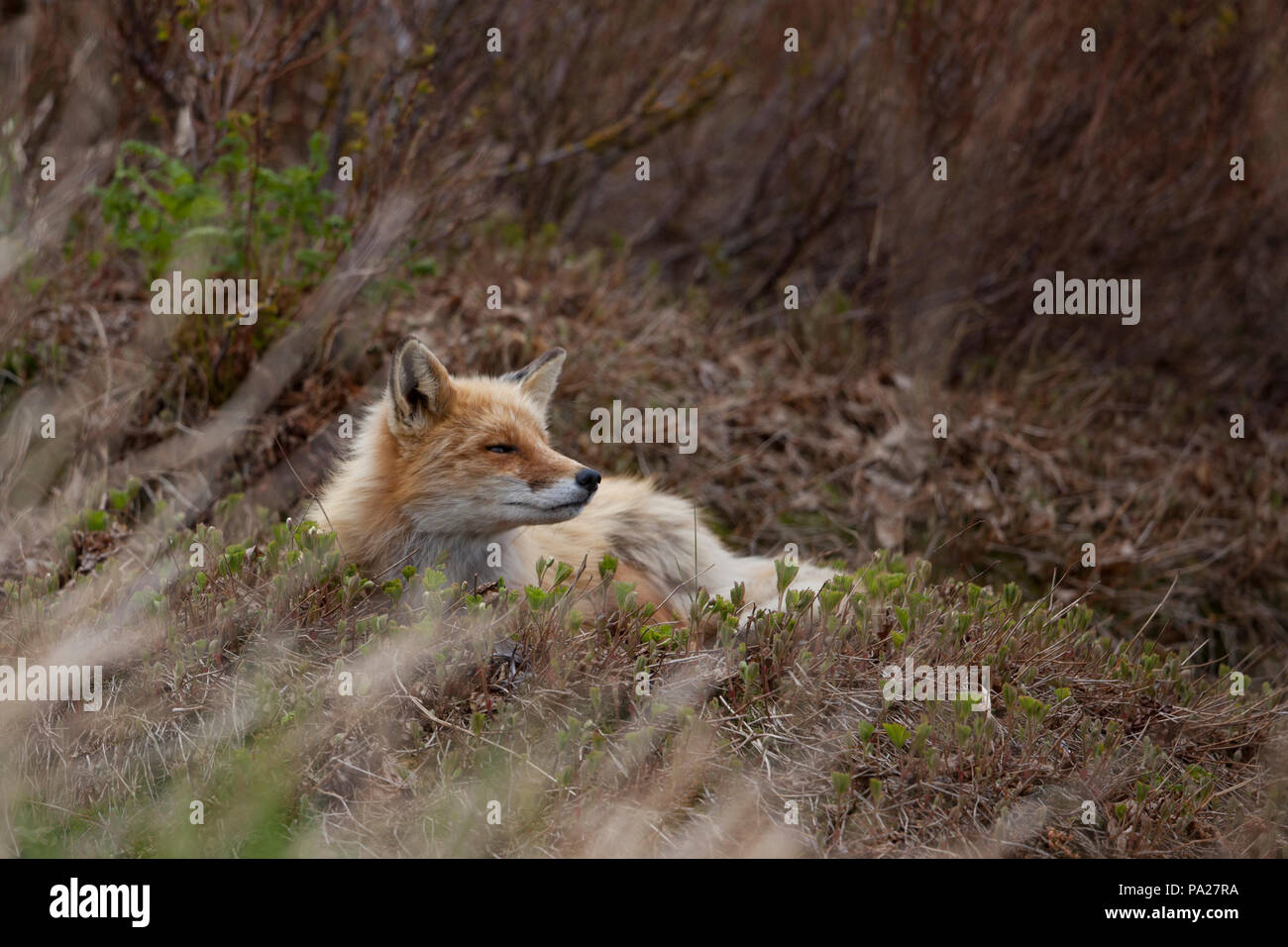 Red Fox, Kamtschatka Stockfoto