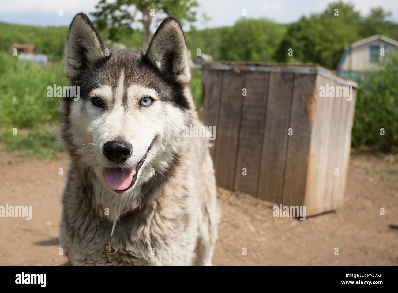 Die Hunde in Zwingern in Kamtschatka Stockfoto