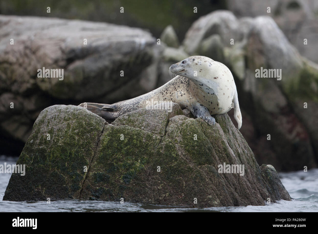 Spotted seal (Phoca largha) Stockfoto