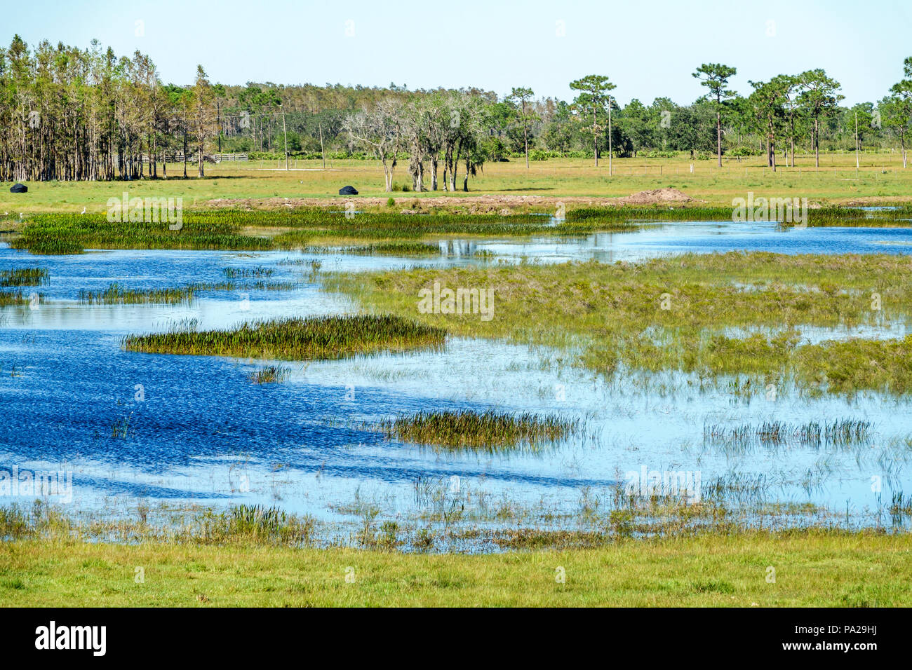 Florida, Kenansville, Landschaft, Grasland, Wasser, Teich, Besucher reisen Reise Reise touristischer Tourismus Wahrzeichen Kultur Kultur Kultur, Urlaub Gruppe peo Stockfoto