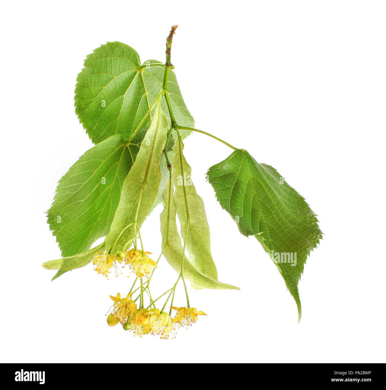 Linden (Tilia platyphyllos/cordata) Blätter und Blumen auf weißem Hintergrund. Detail Nahaufnahme Foto Stockfoto