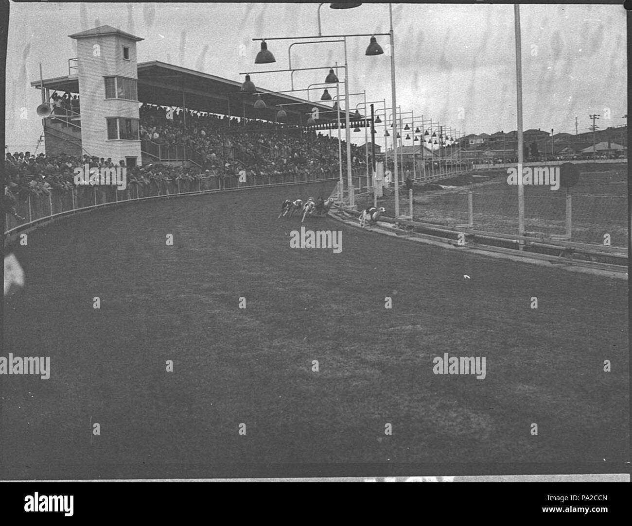 257 SLNSW 32568 Hund Rassen Stockfoto