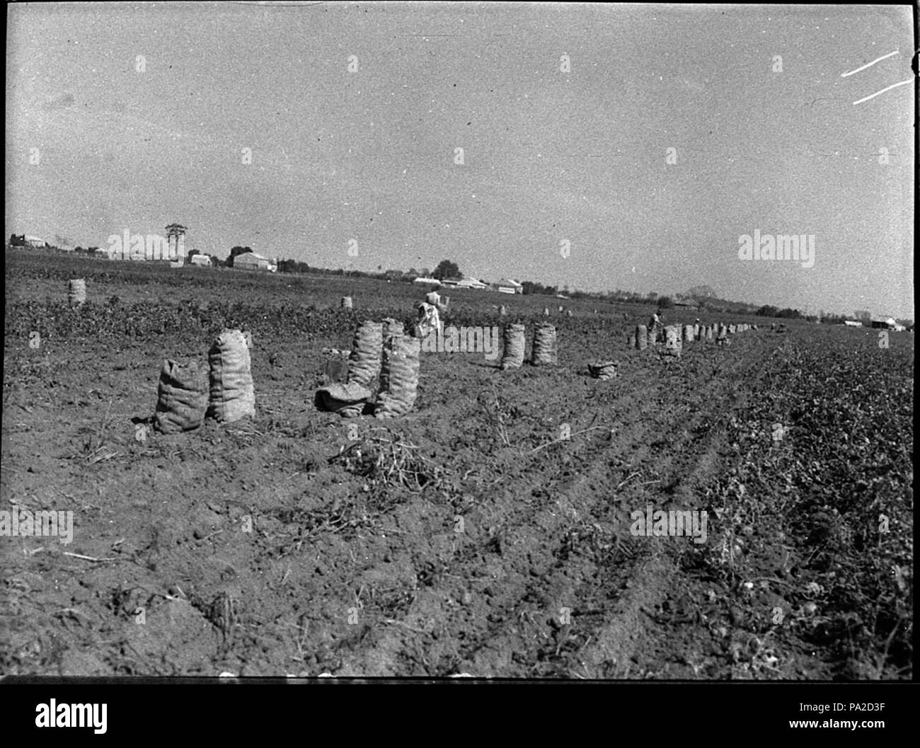 258 SLNSW 33601 Kartoffel Maitland Kommissionierung Stockfoto