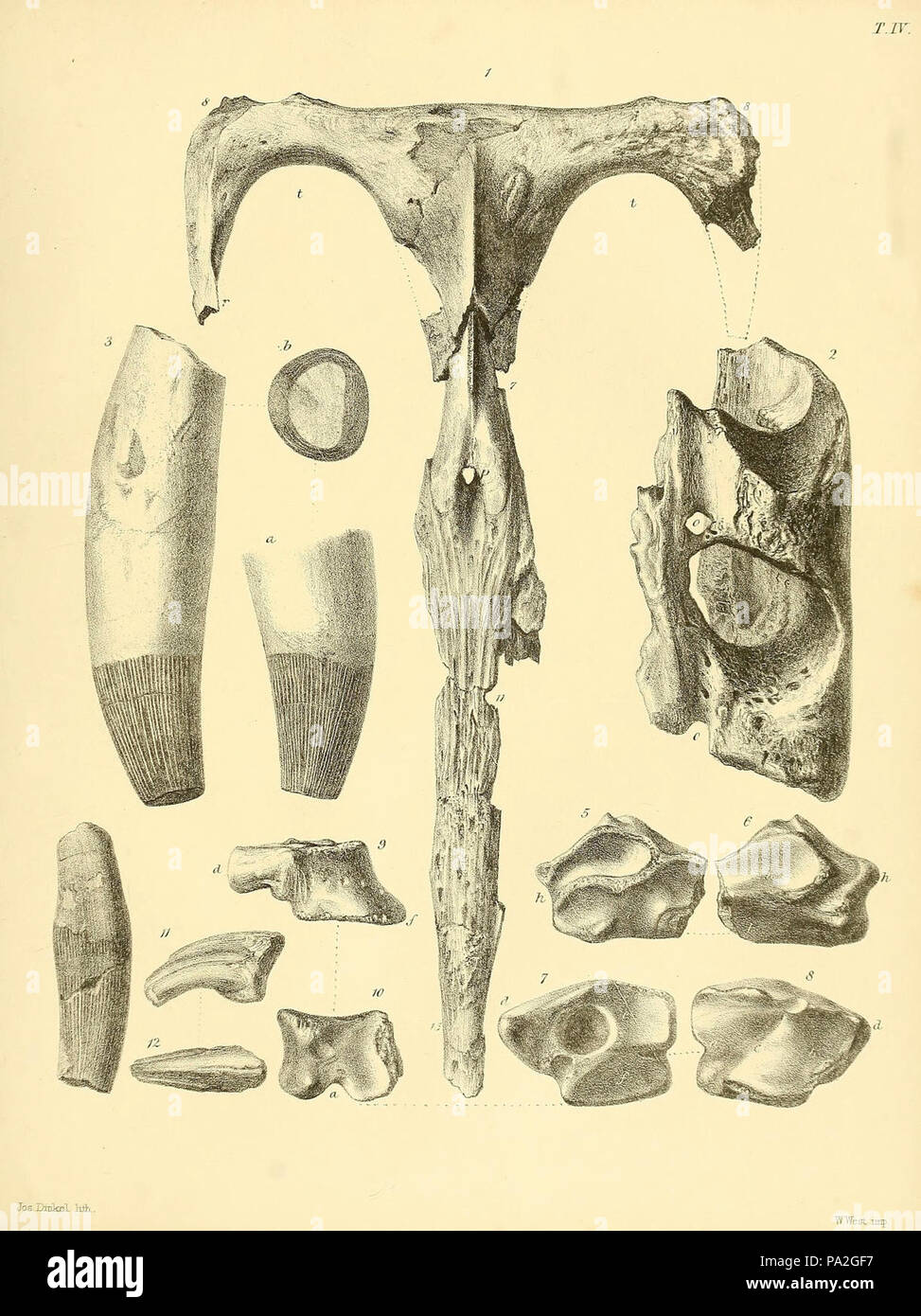 Eine Monographie über das Fossil Reptilia der Kreidezeit Formationen Stockfoto