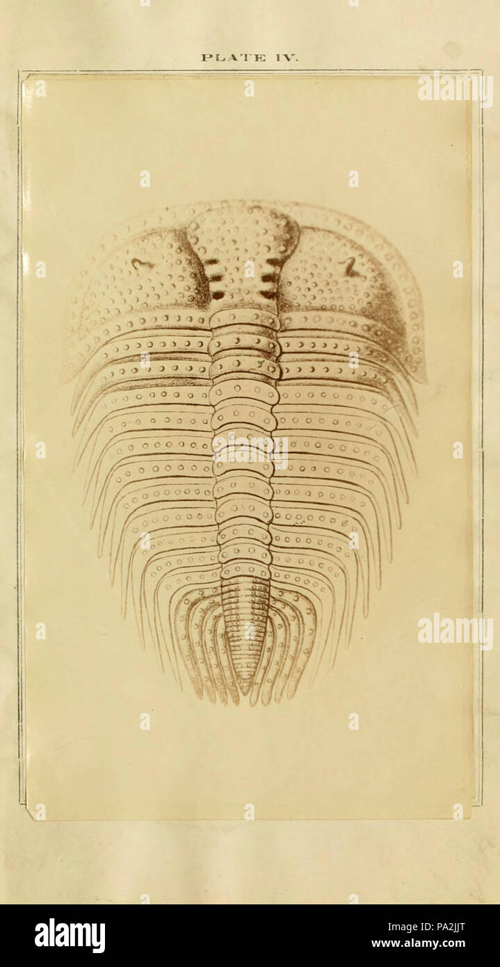 Eine Monographie über die Gattungen Zethus, Cybele, Encrinurus und Cryptonymus Stockfoto