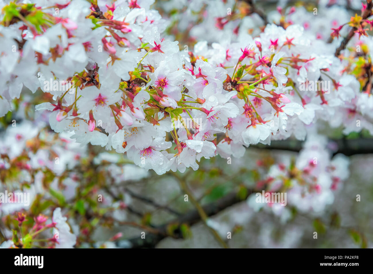 Sakura, einem schönen japanischen Kirschblüte blüht im April. Hell rosa Blume mit hauchdünnen Blütenblätter und gelben Pollen empfängt Tröpfchen Regen. Stockfoto