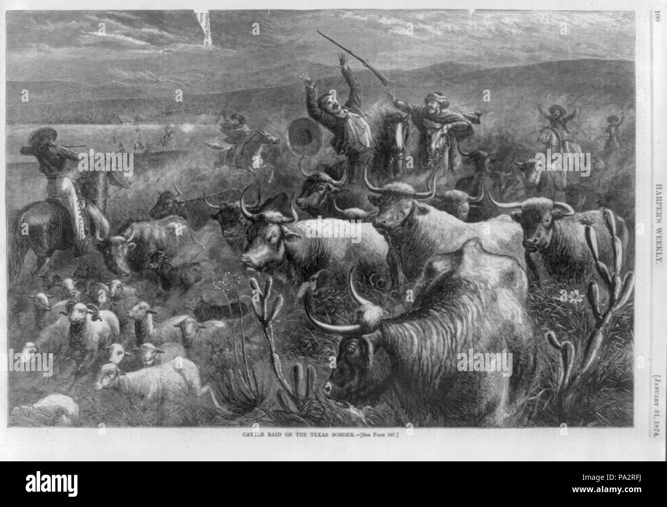 290 Rinder Raid an der texanischen Grenze Stockfoto