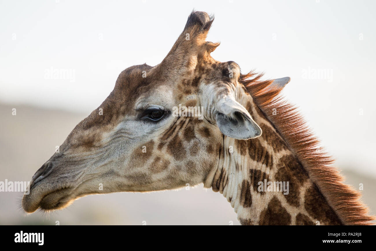 Seite Profil oder seitlichen Blick auf den Kopf und Hals einer Giraffe in der Wildnis von Südafrika Stockfoto