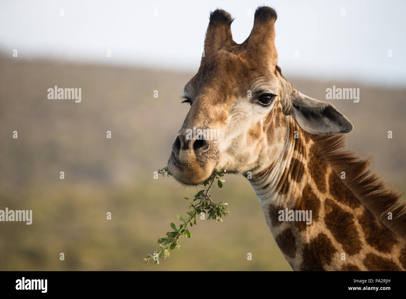 Ein Porträt einer Giraffe essen oder Fütterung auf Blätter in den Mund in die Kamera schaut Stockfoto