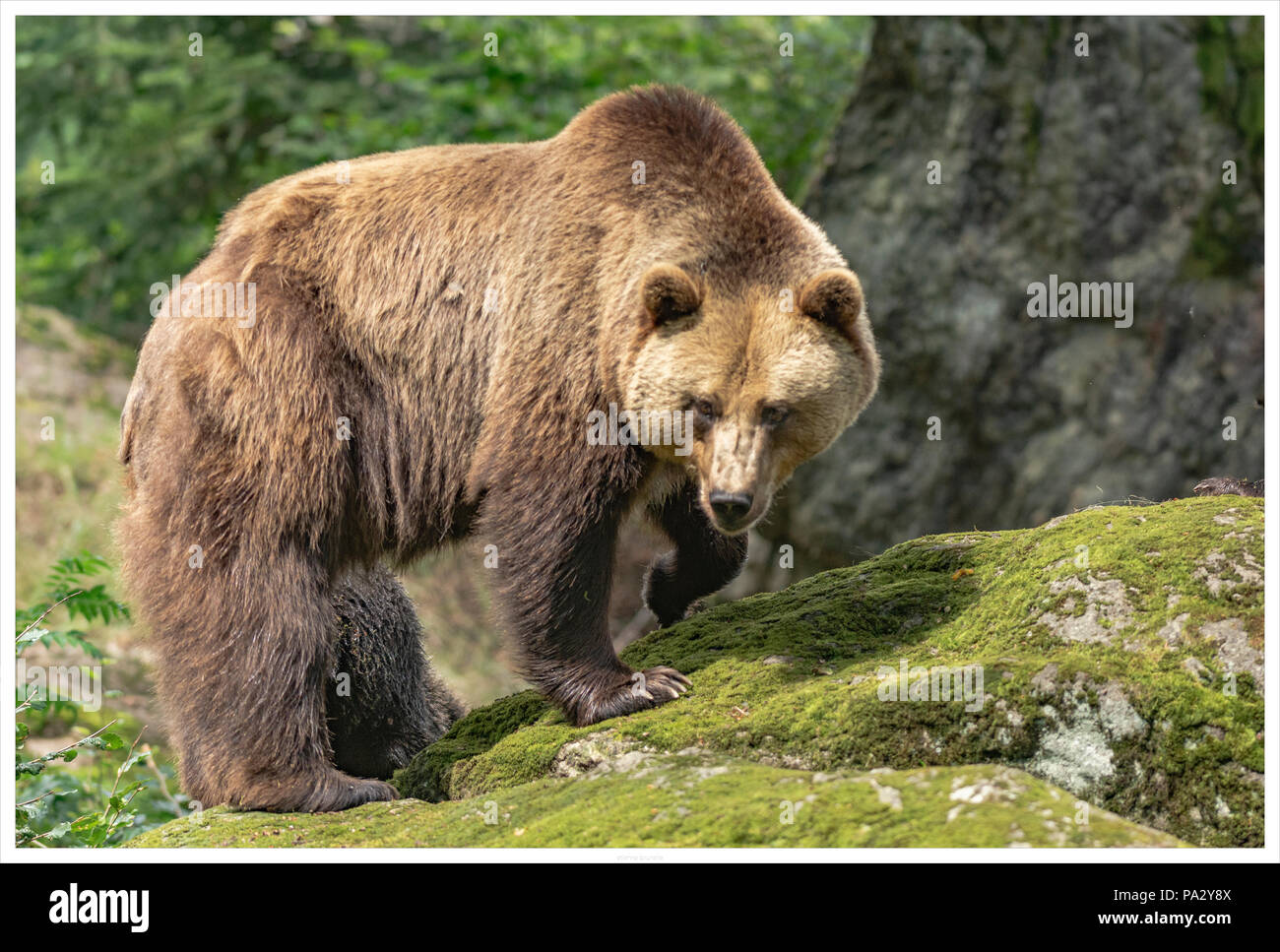 Braunbär im Wald Stockfoto