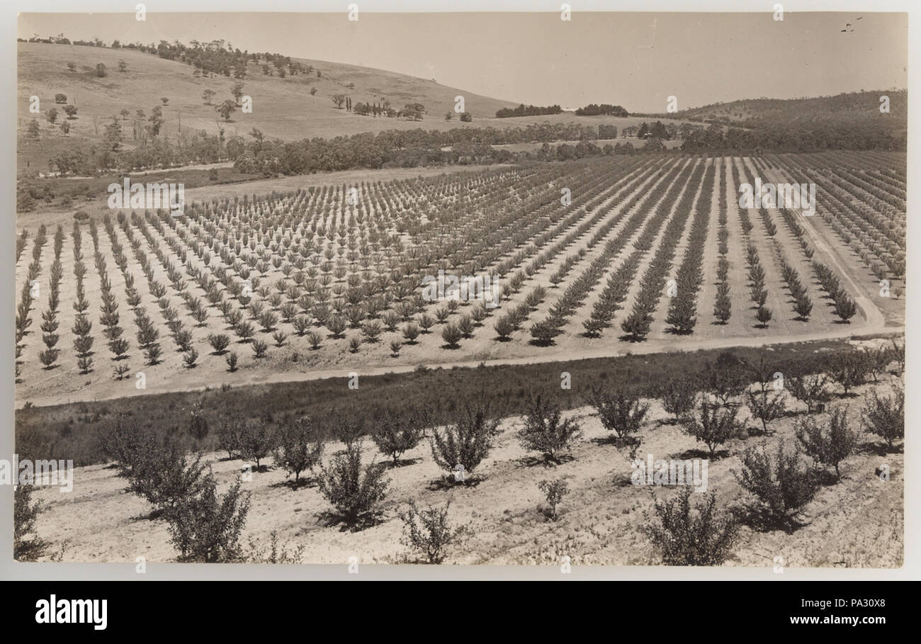 297 SLNSW 919944 Serie 04 Obst und Gemüse ca 19211924 Stockfoto