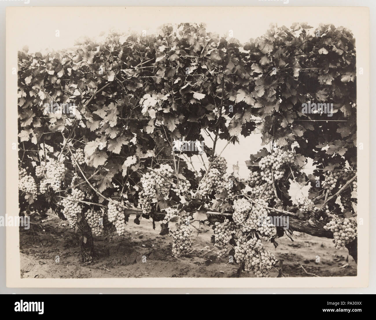 297 SLNSW 919955 Serie 04 Obst und Gemüse ca 19211924 Stockfoto