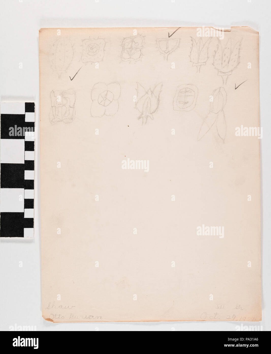 590 Zeichnung "Blume Skizzen" von Otto Burian Stockfoto