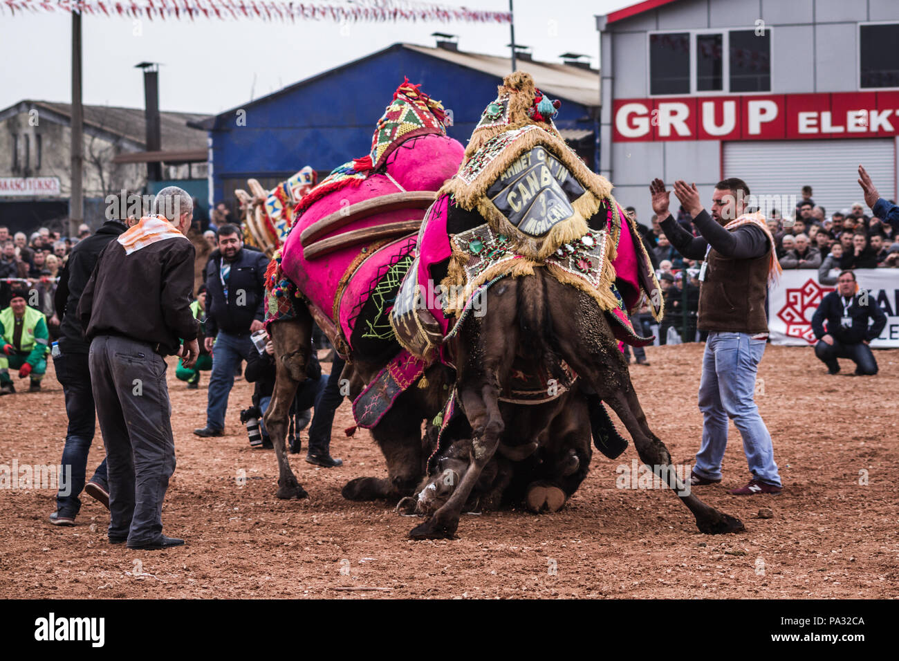 Ayvalik, Türkei - Mar 1, 2015: Kamele Ringen im Camel wrestling Festival Stockfoto