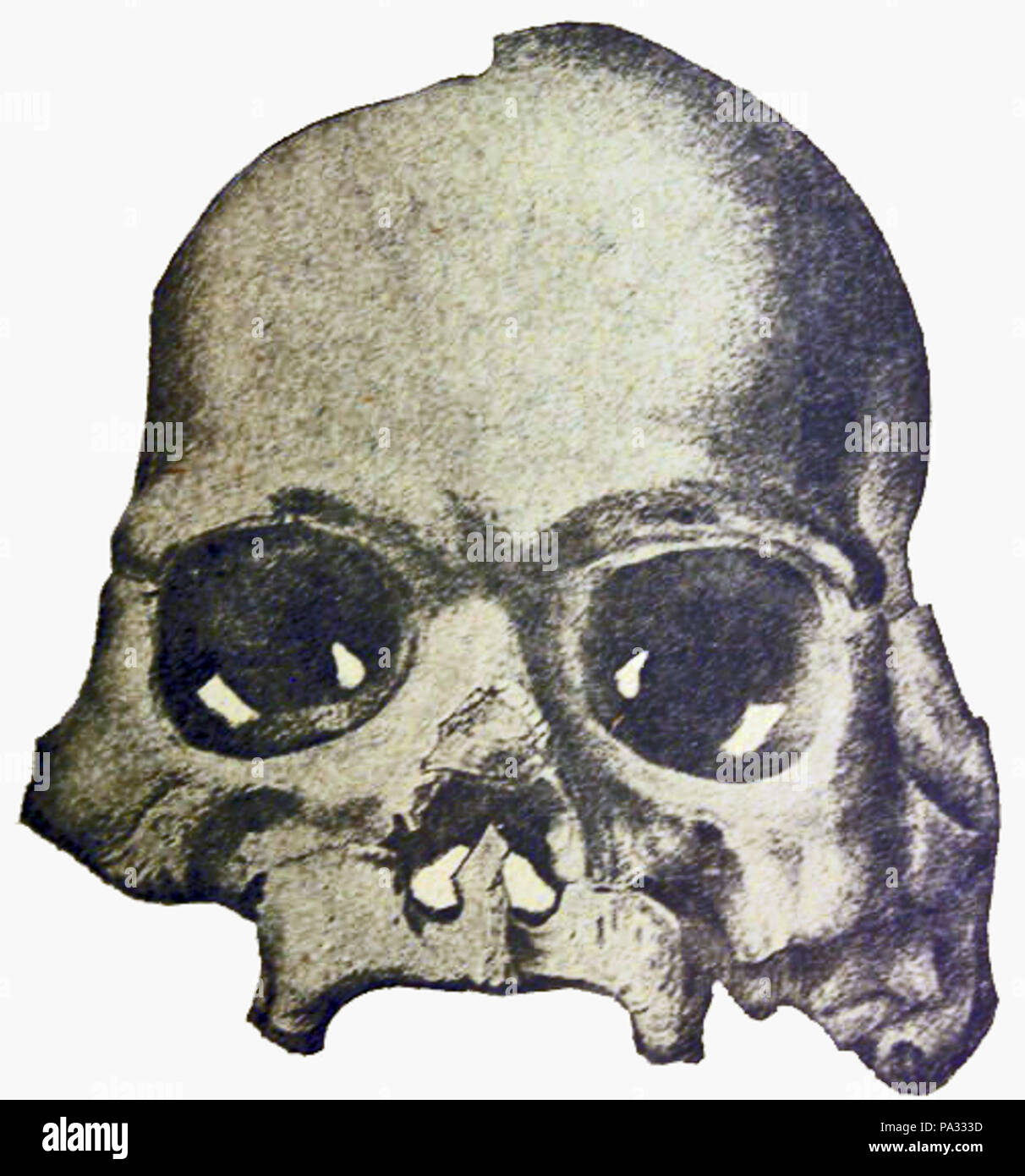 266 Calaveras Schädel Stockfoto