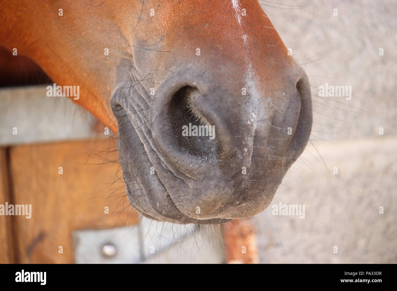 Die nasenlöcher eines braunen und grauen Pferd im Stall Stockfoto