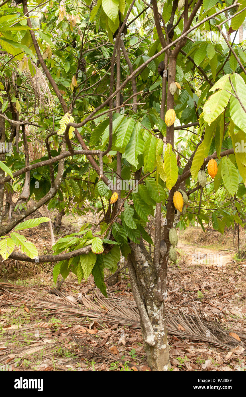 kakaobaum - hülsen - thailand - theobroma cacao - cacaoyer