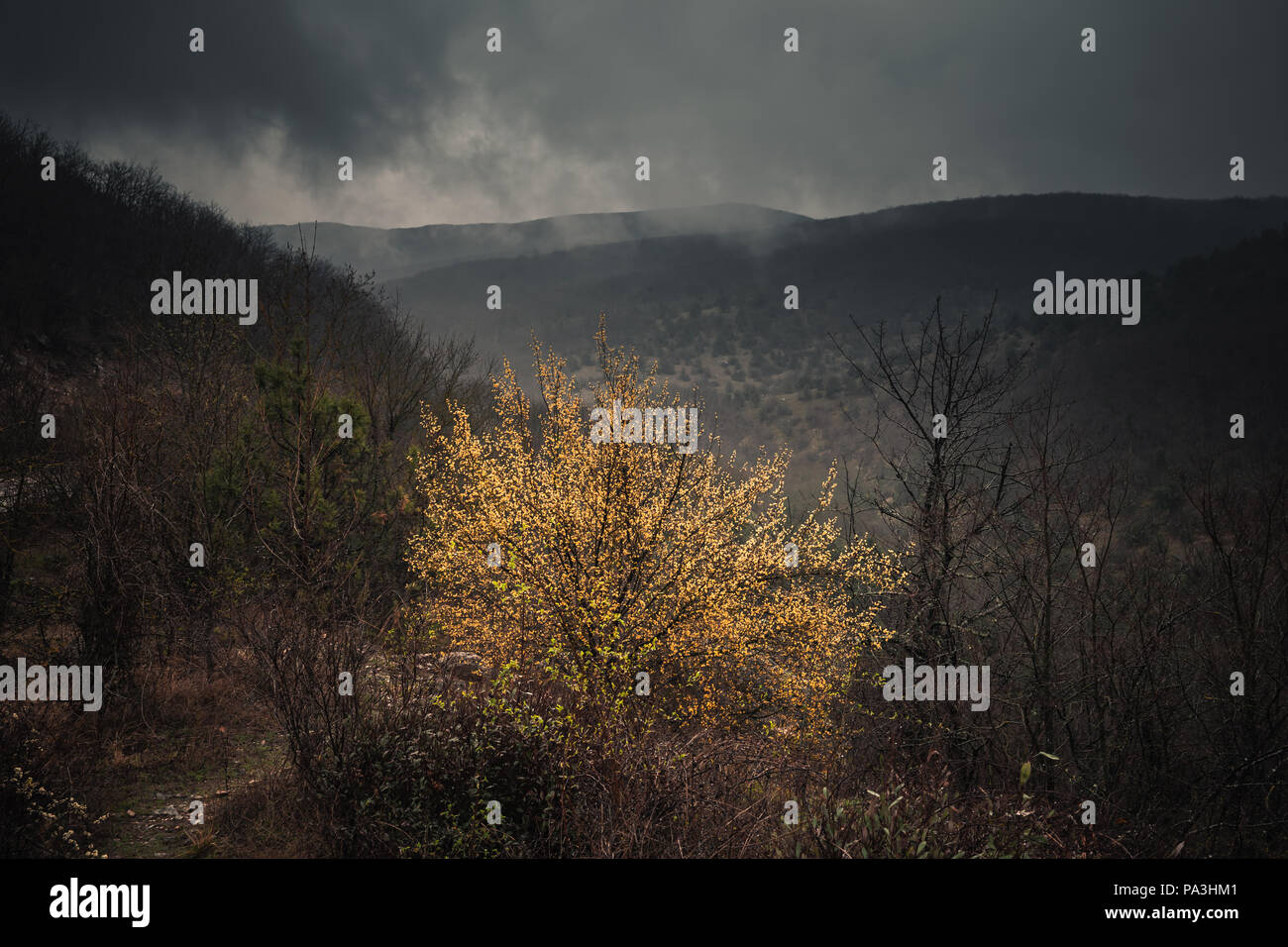 Dunkle Berglandschaft mit gelb Bush, natürliche malerische Hintergrund Foto Stockfoto