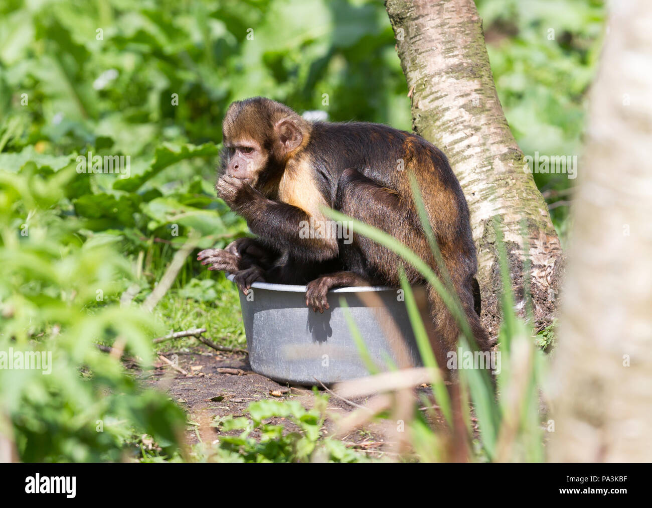 Nahaufnahme von Golden-bellied Kapuziner (Cebus Xanthosternos) Stockfoto