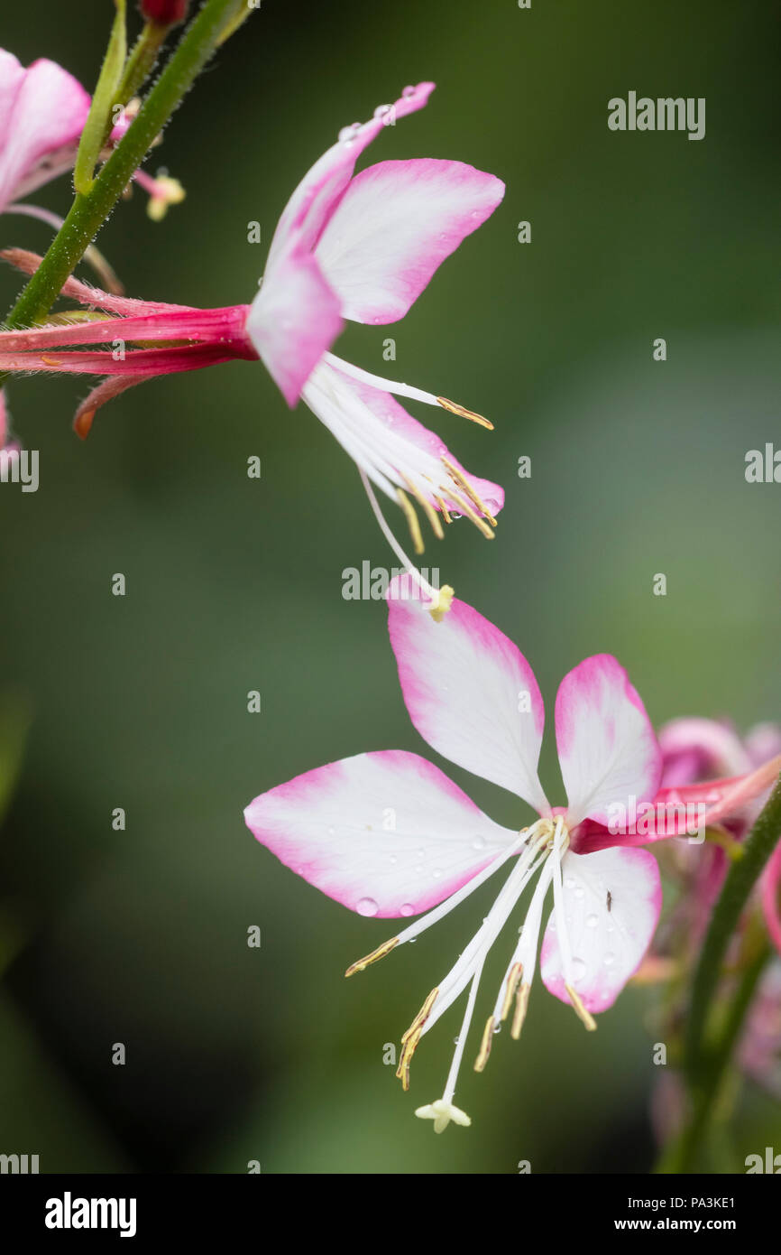 Zart rosa und weißen Blüten des Compact, Sommer blühende winterharte Staude, Gaura lindheimeri 'Rosyjane' Stockfoto
