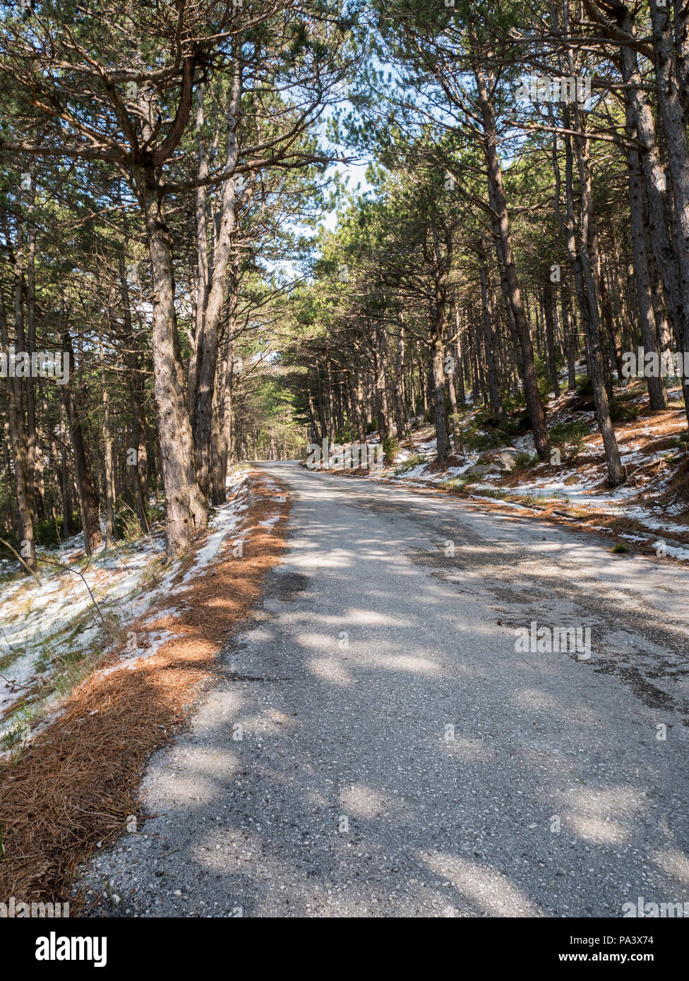 Leere Straße durch den Wald im Winter Jahreszeit am Biokovo in Kroatien Stockfoto