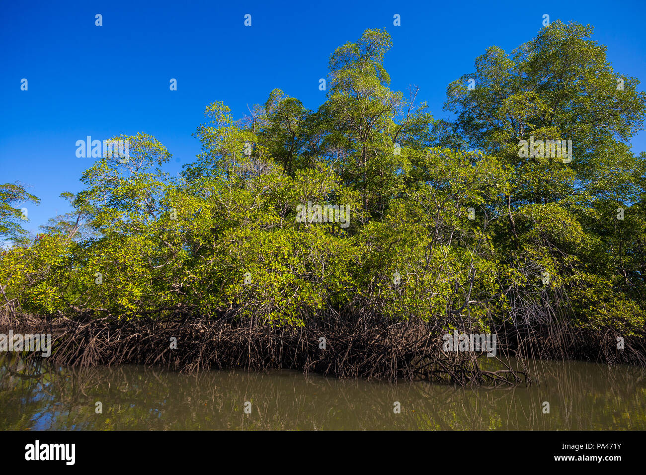 Panama-Landschaft mit Mangrovenwäldern in Golfo de Montijo an der Pazifikküste, Provinz Veraguas, Republik Panama. Stockfoto
