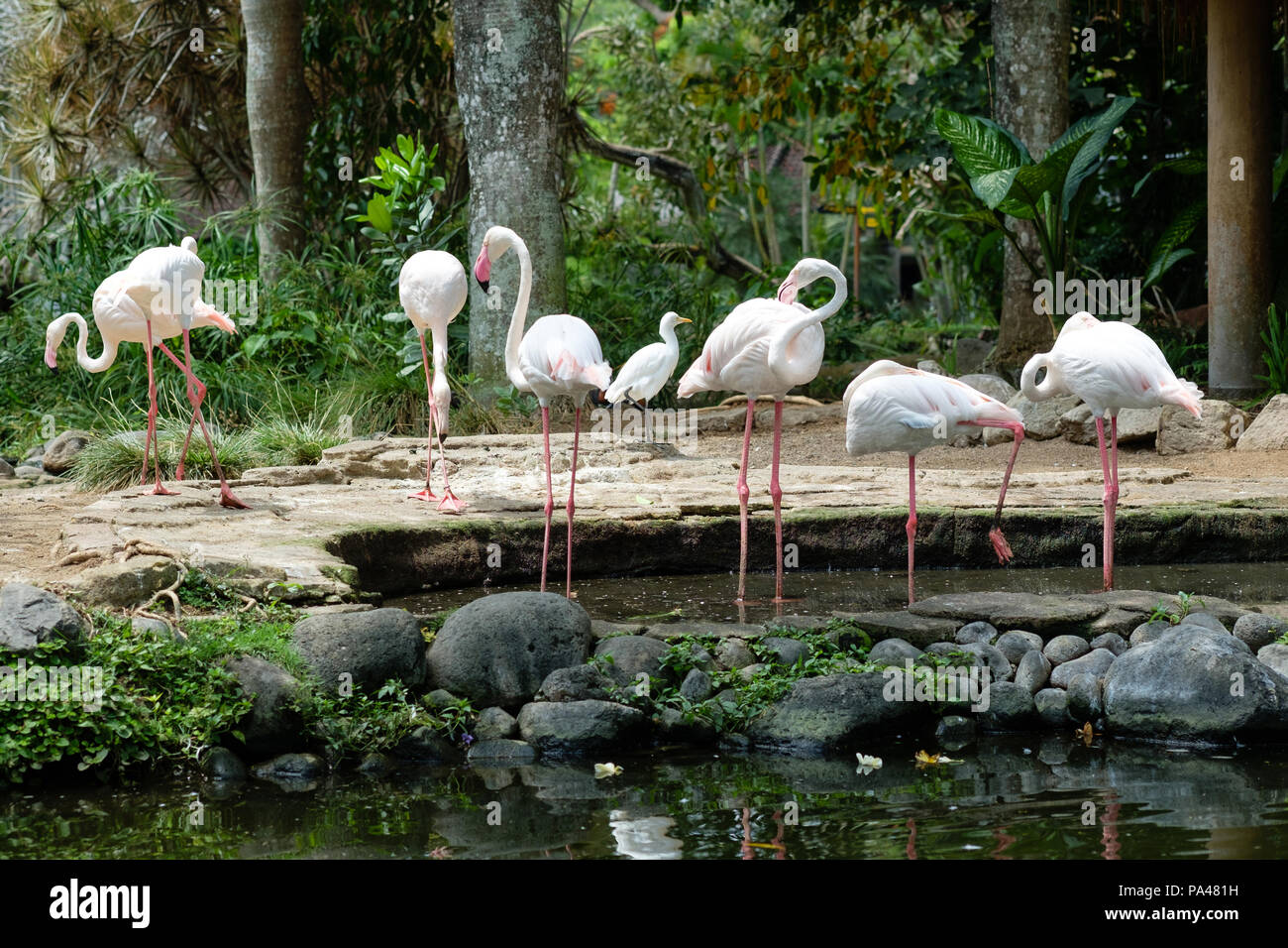 Flamingos auf Bali, Indonesien Stockfoto