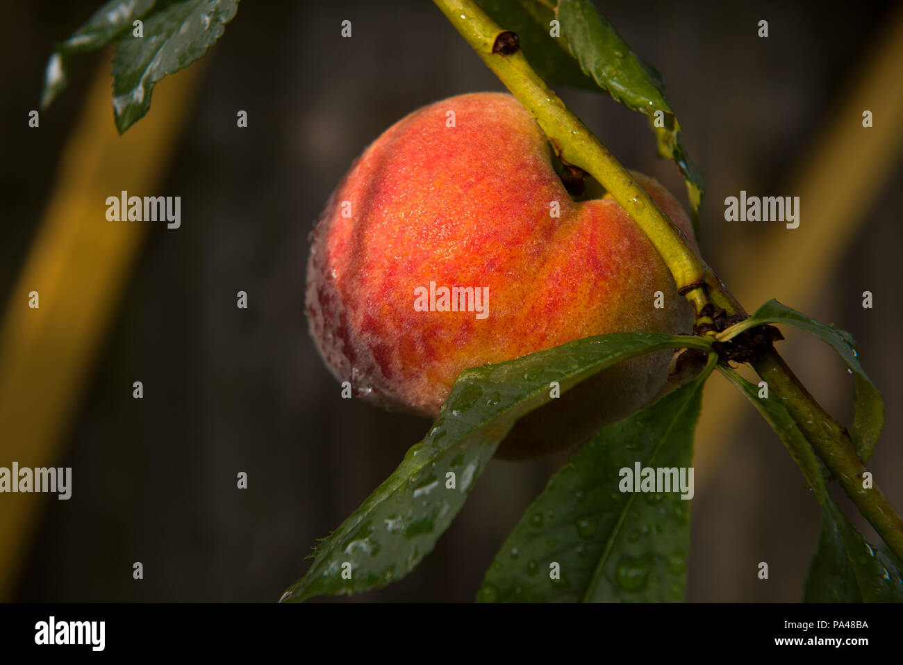 Pfirsiche wachsen auf Peach Tree, Essex, England, UK. Juli 2018 Stockfoto