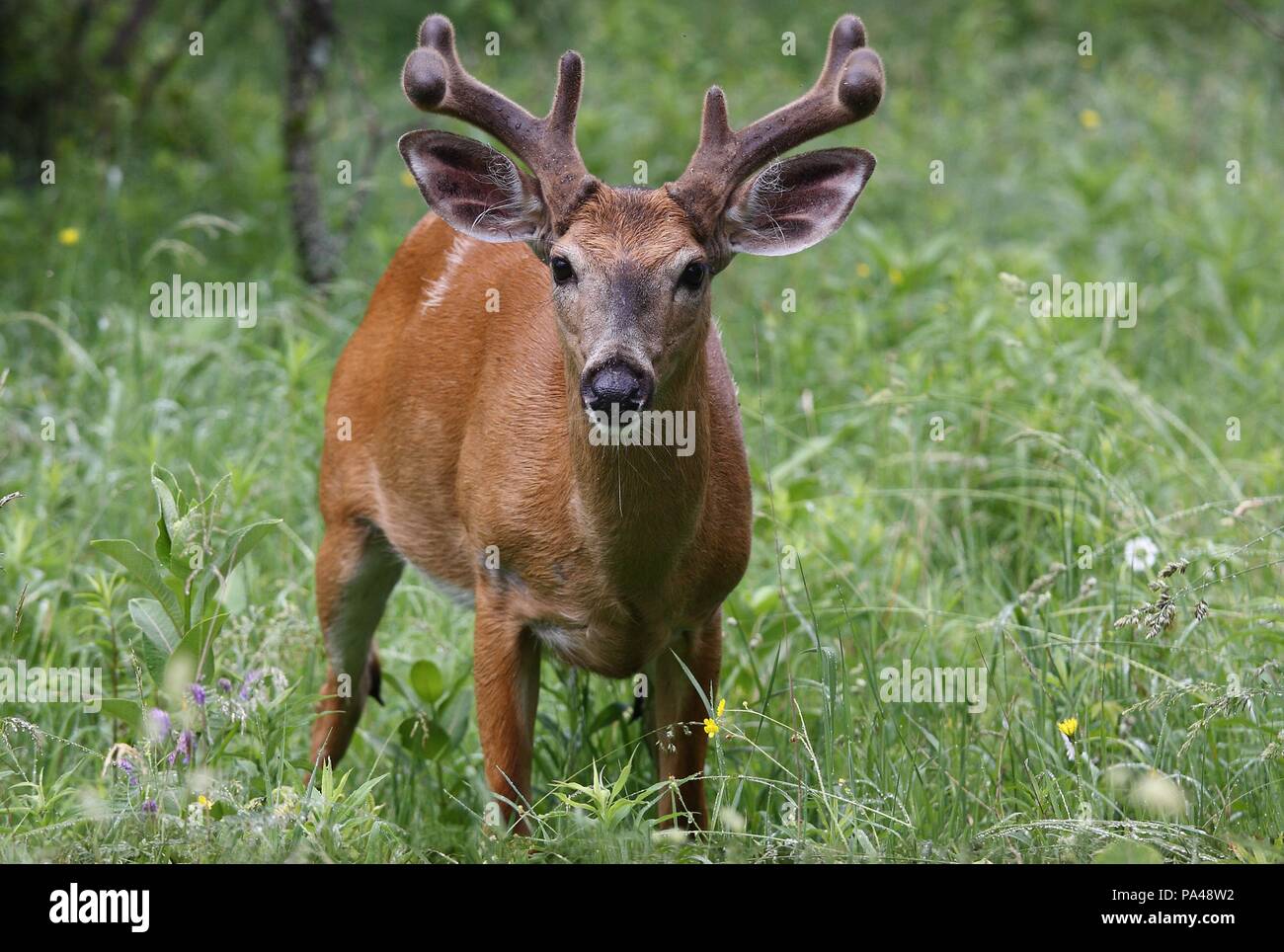 Weißwedelhirsche Buck mit samt Geweih im Frühjahr in Kanada Stockfoto