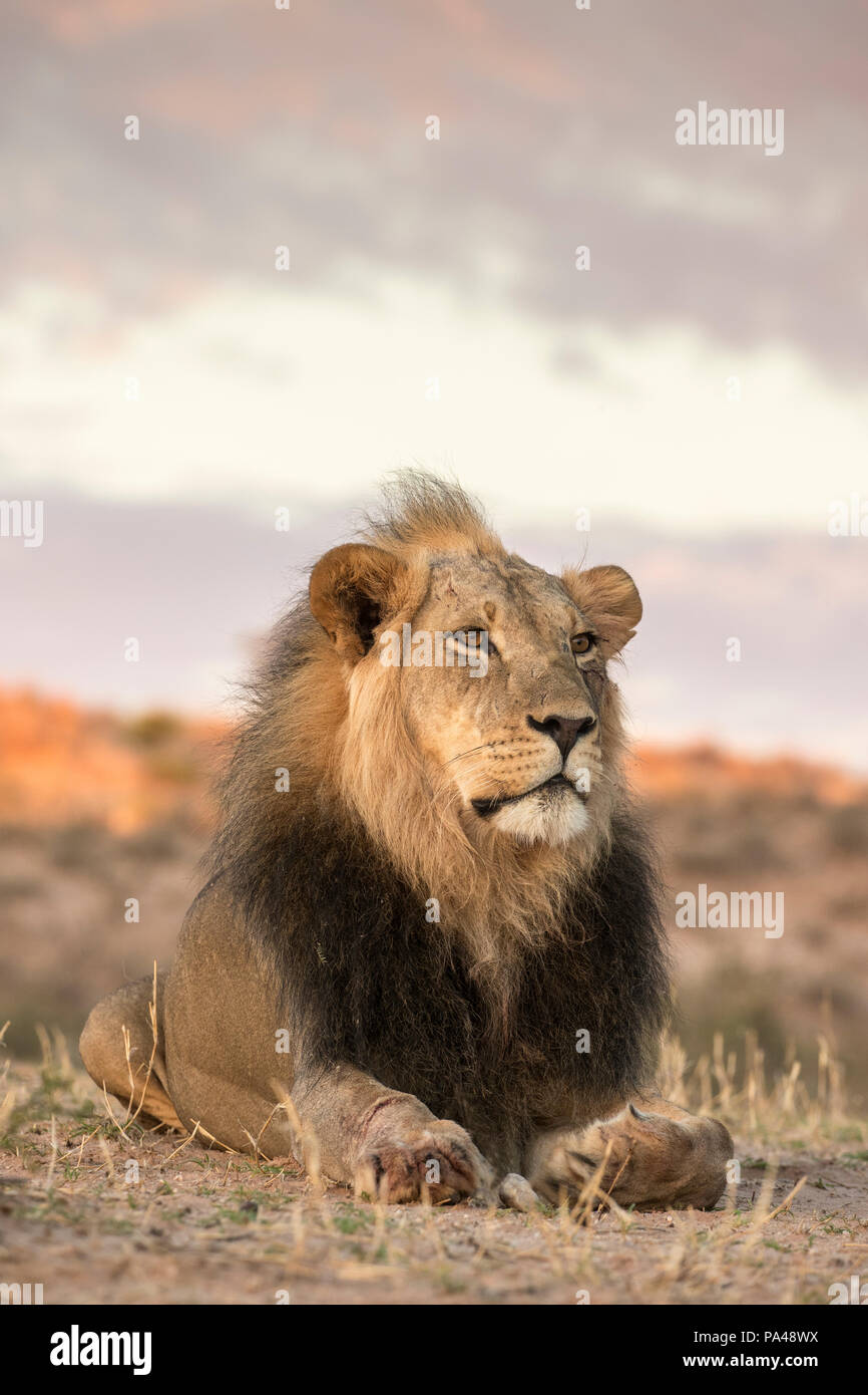 Löwe (Panthera leo) männlich, Kgalagadi Transfrontier Park, Südafrika, Stockfoto