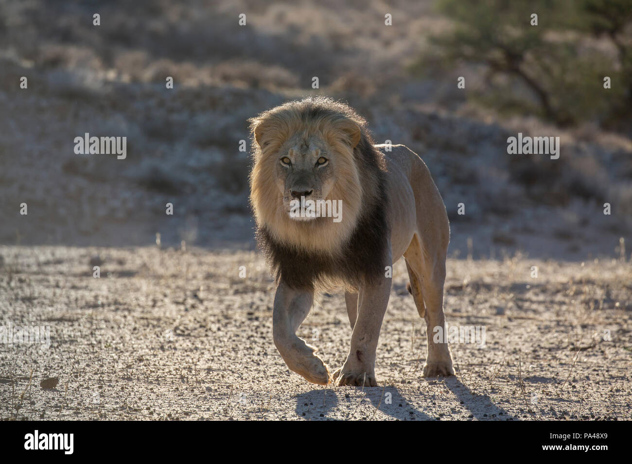 Löwe (Panthera leo) männlich, Kgalagadi Transfrontier Park, Südafrika, Stockfoto