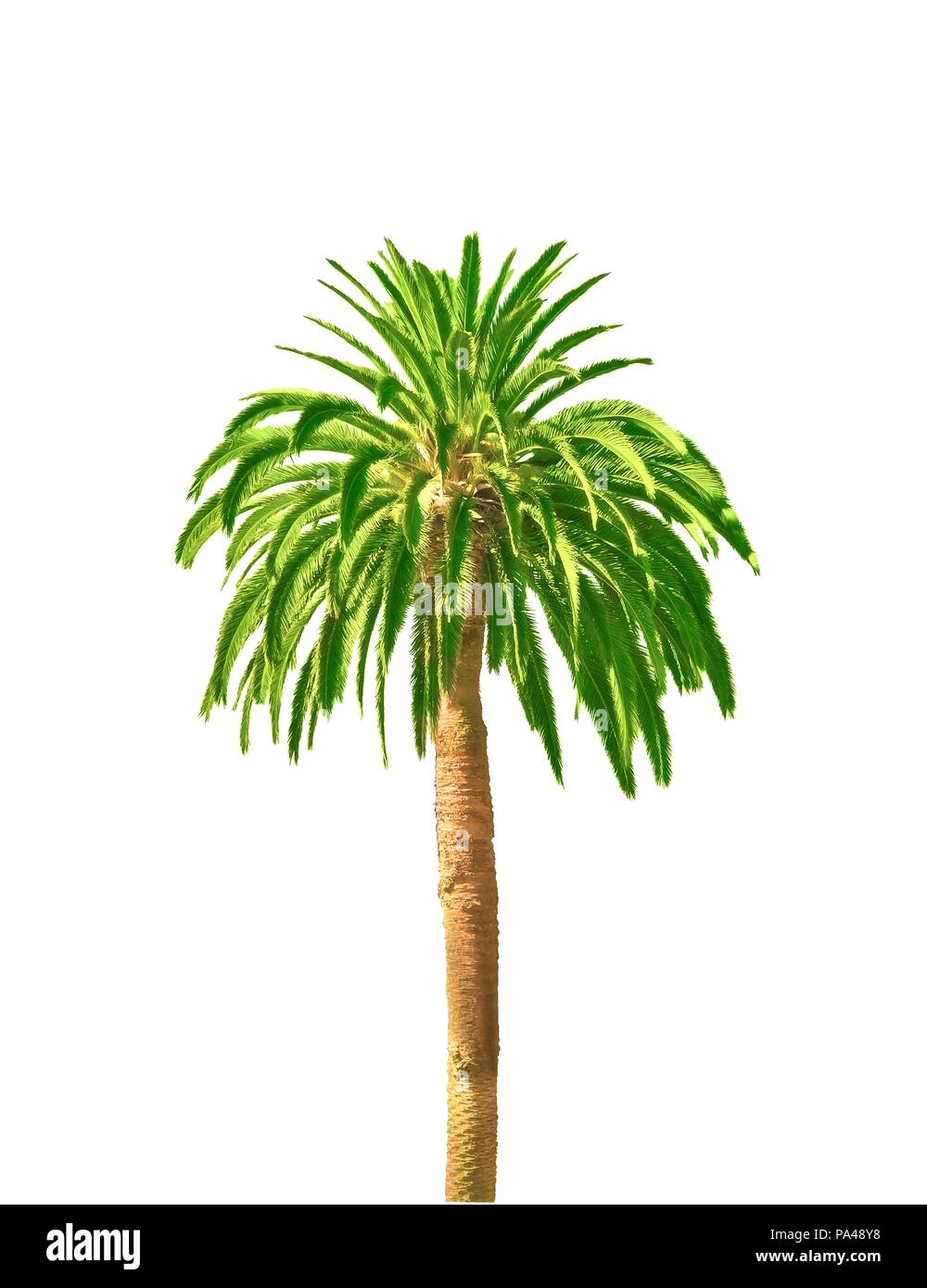 Eine Fotografie einer gekrümmten isolierten Palm Tree Stockfoto