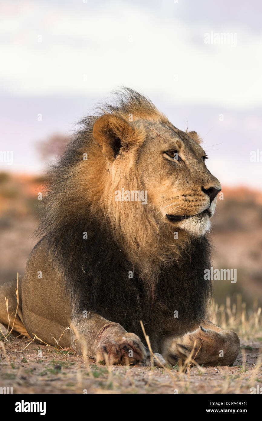 Löwe (Panthera leo) männlich, Kgalagadi Transfrontier Park, Südafrika, Januar 2018 Stockfoto