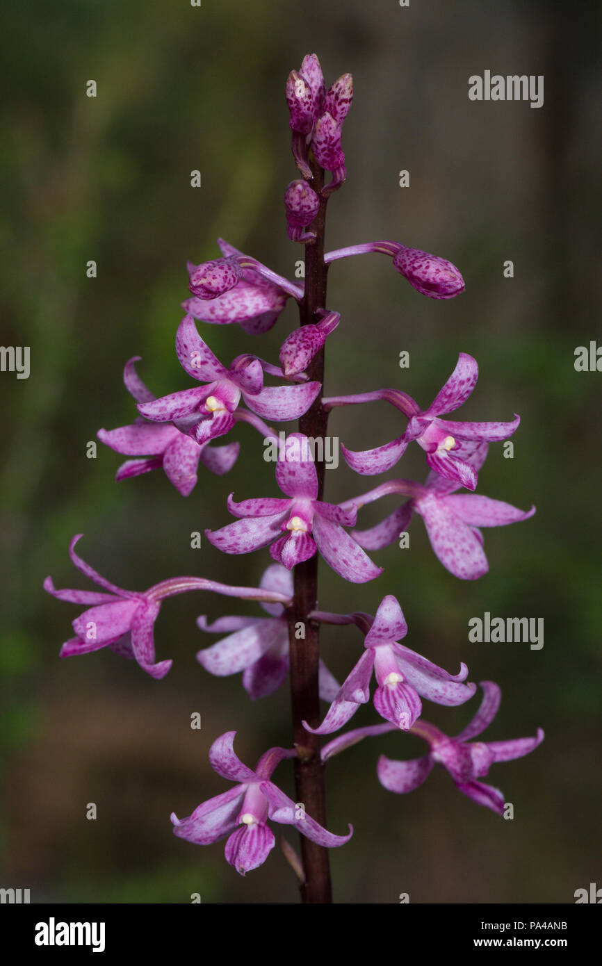 Rosy Hyazinthe Orchid Stockfoto