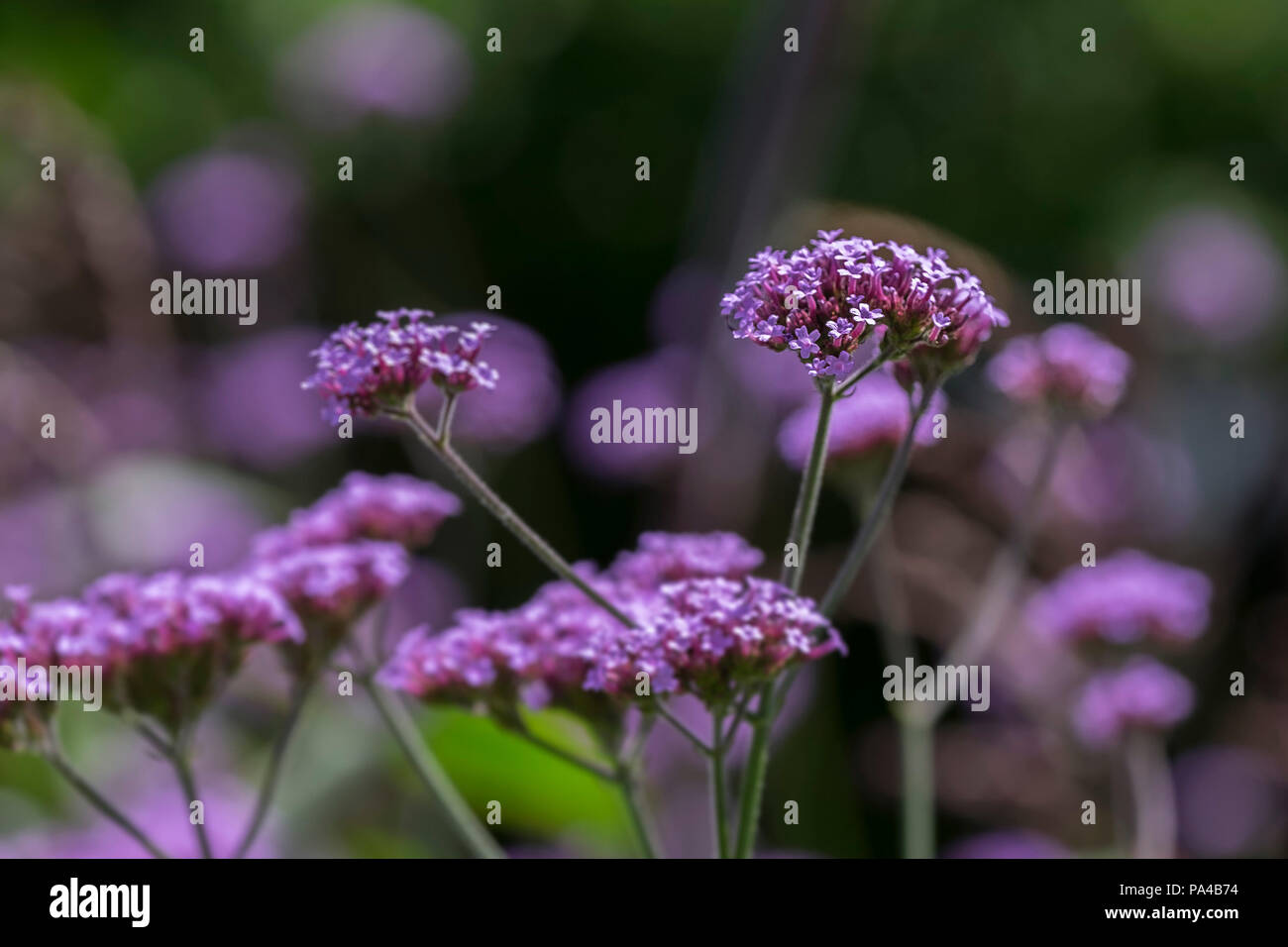 Verberna bonariensis Stockfoto