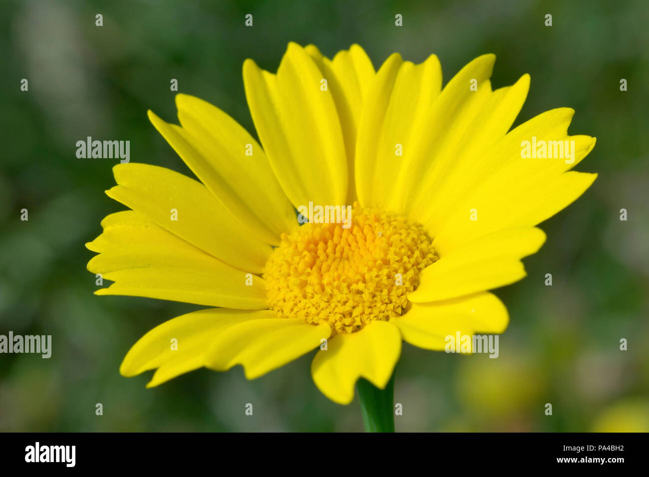 Mais Ringelblume (Chrysanthemum segetum), in der Nähe eines einsamen Blume Kopf. Stockfoto