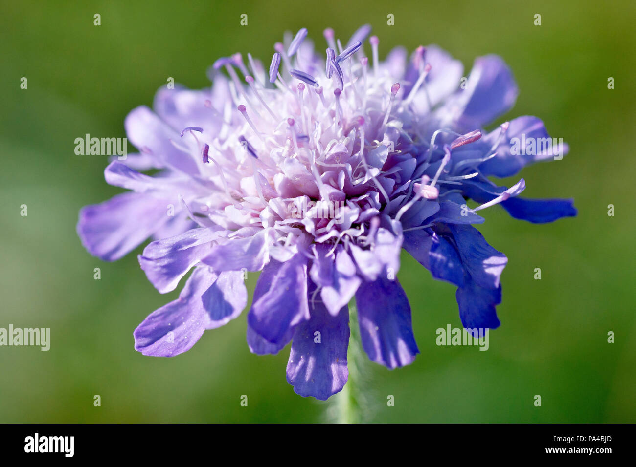 Feld-witwenblume (knautia arvensis), in der Nähe einer einzelnen Blüte. Stockfoto