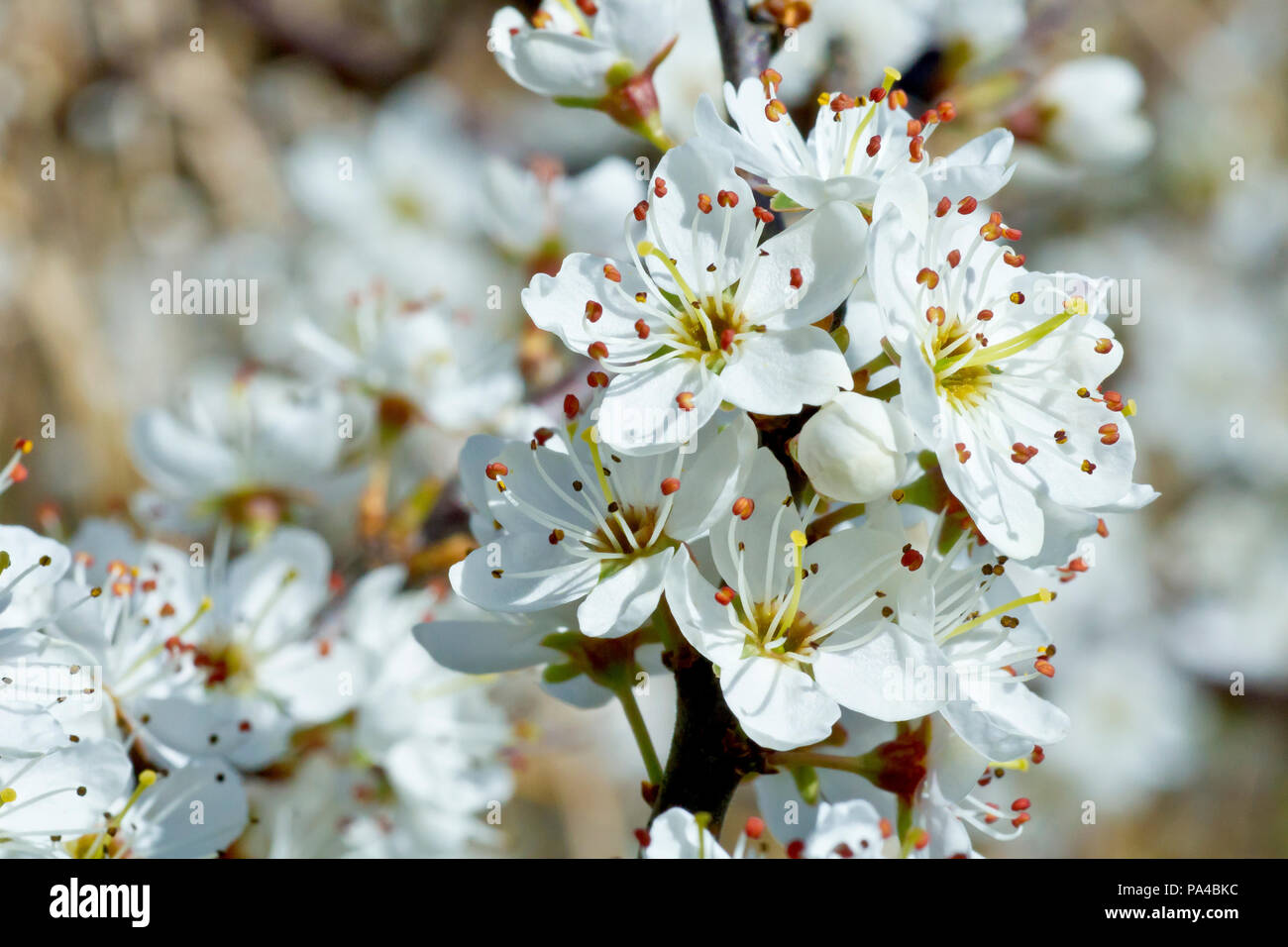 Schlehe (Prunus spinosa), auch als Blackthorn bekannt, die sich aus einer Gruppe von Blumen zu schließen. Stockfoto