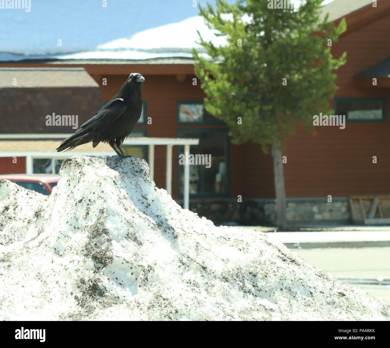 Ein Rabe auf einem schneeverwehungen. Frühjahr (Mai) West Yellowstone, Mt, USA Stockfoto