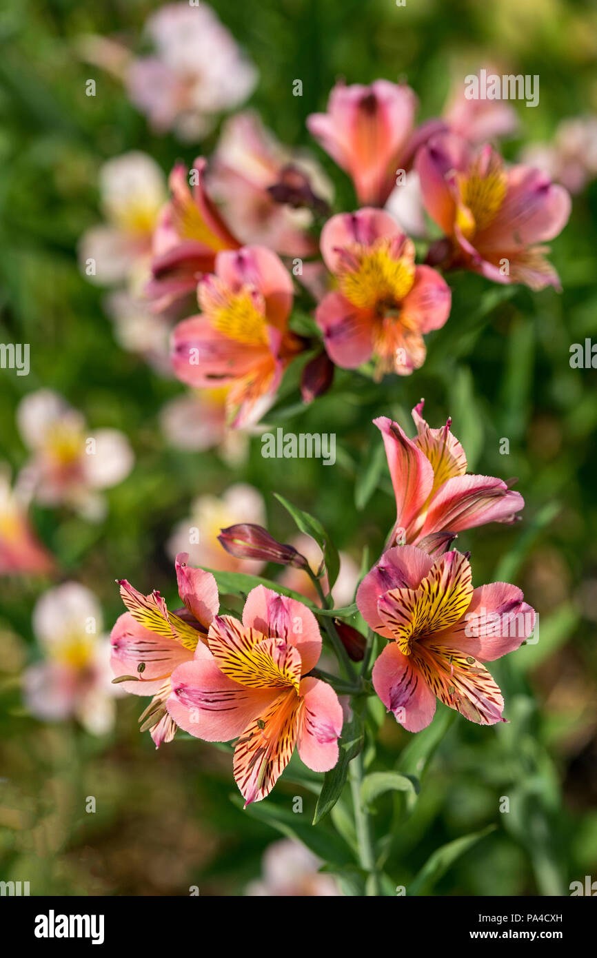 Peruanische Lilien alstroemeria in voller Blüte mit Clustern aus Blüten mit rosa, rosa, gelb und orange Farbe blütenblätter Stockfoto