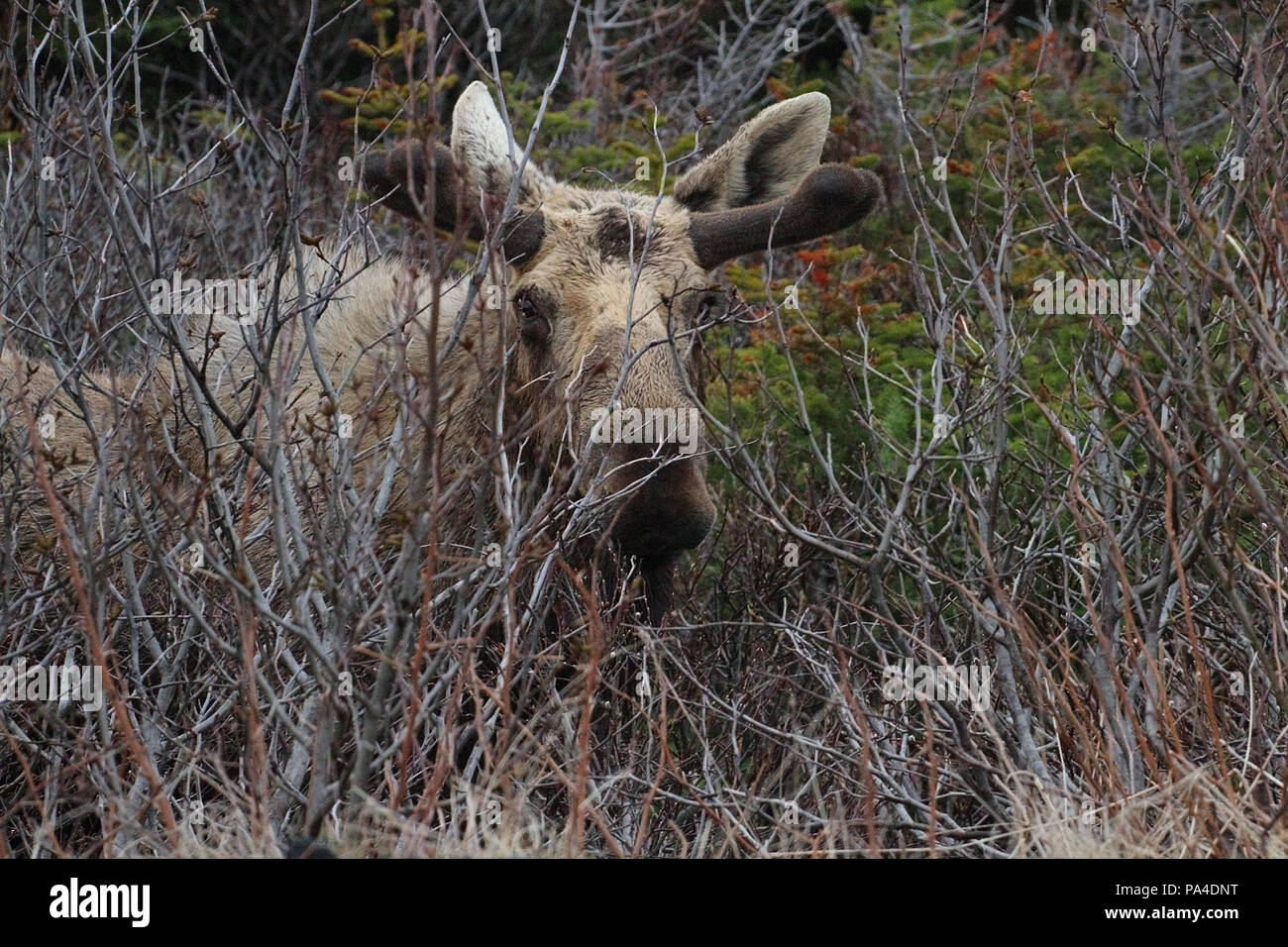 Tierwelt, Elch Kalb. Alces alces. Reisebericht - Neufundland, Kanada, 'Rock'. Landschaften und malerische, kanadische Provinz, Stockfoto