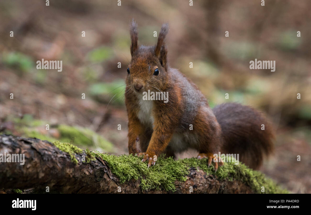 Eichhörnchen Scavenging, Formby GROSSBRITANNIEN - Bedrohte Arten Stockfoto