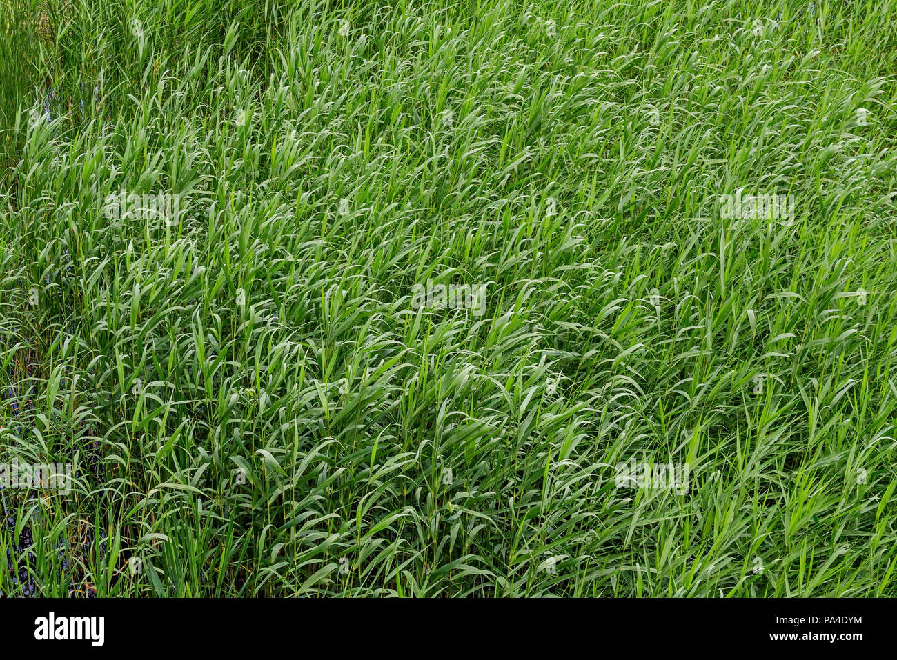 Hintergrund der grün und frisch Reed, Phragmites communis oder Ansturm auf eine Schönheit See im Bezirk Drujba, Sofia, Bulgarien Stockfoto