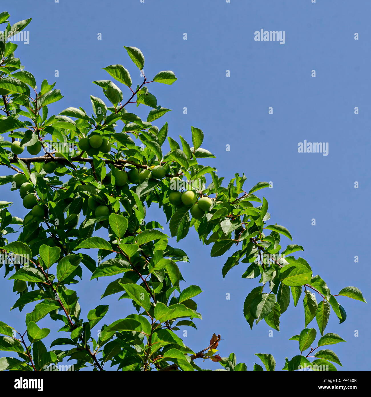 Grüne Früchte von wild Plum, in der Natur an einem sonnigen Tag wachsenden, Bezirk Drujba, Sofia, Bulgarien Stockfoto