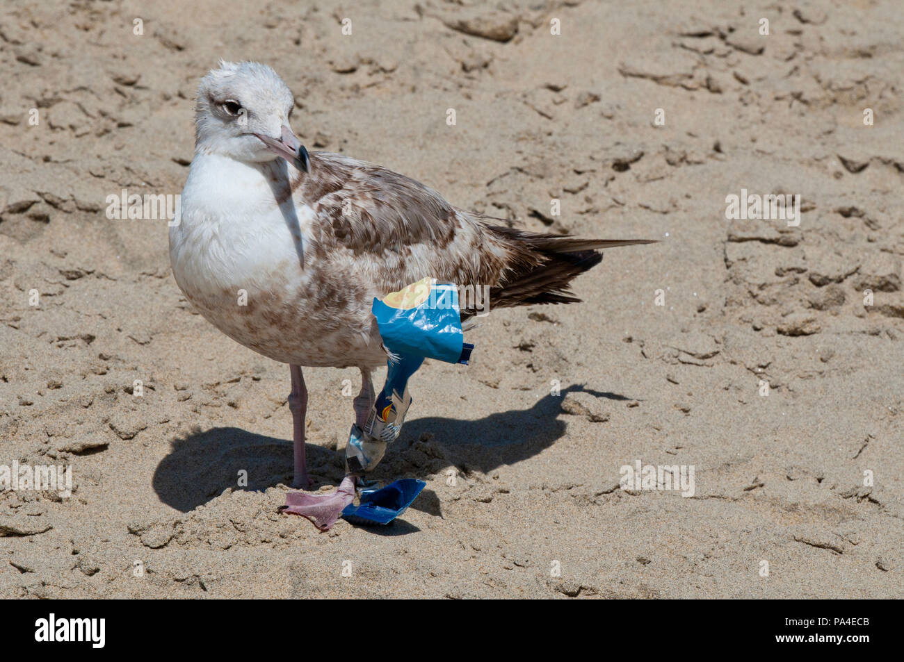 Möwe mit Müll am Bein fest auf einem Strand in Baja California Sur in der Nähe von Todos Santos Stockfoto