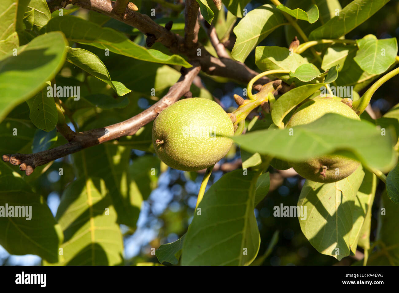Grünes Laub und grünen unreifen Frucht einer Walnuss vor blauem Himmel, Obstgarten closeup Stockfoto